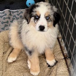 Tripp - Blue merle male Miniature Australian Shepherd puppy in Midway, Texas from L Bar W Aussie Ranch