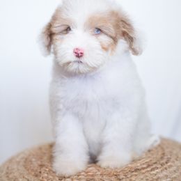 Tulip - Red merle Aussiedoodle puppy in Bradenton, Florida from Doodle Acres