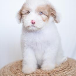 Tulip - Red merle Aussiedoodle puppy in Bradenton, Florida from Doodle Acres