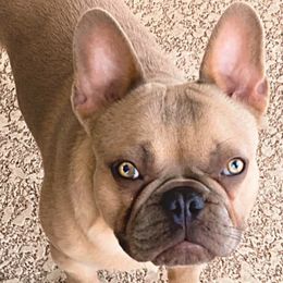 French Bulldogs from Mia Bella French Bulldogs