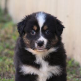 Meet Raven LOOK FOR MY VIDEO  BTF - Black tri-color female Australian Shepherd puppy in Cookeville, Tennessee from Spring Creek Aussies