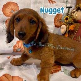 Dachshund Puppies from 4 States Mini Dachshunds
