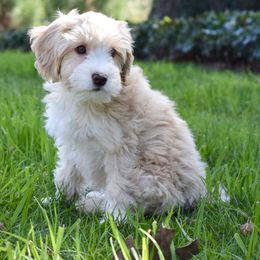 Australian Labradoodle Puppies from Australian Heritage Labradoodles