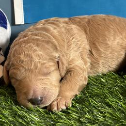 Girl 1 - female Goldendoodle puppy in Auburn, Indiana from Cooper’s Doodles
