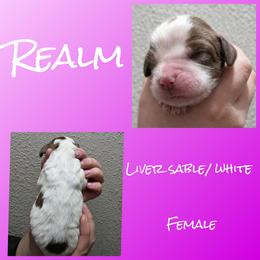 Realm - Liver and white female English Springer Spaniel puppy in Florida from Thunderbird Springers