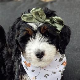 Bernedoodles from The Puppy Nest