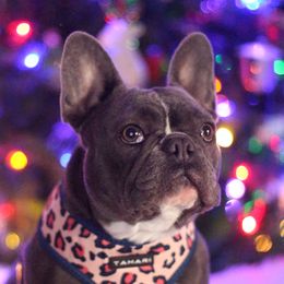 Tiny  - French Bulldog