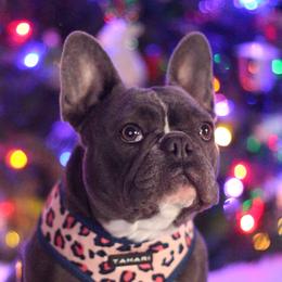 Tiny  - French Bulldog