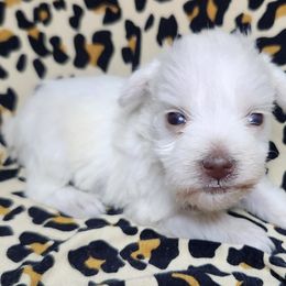 Girl 3 - White Miniature Schnauzer puppy in Dearing, Georgia from Milburn Miniature Schnauzers