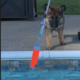German Shepherd Puppies from Shenandoah German Shepherds
