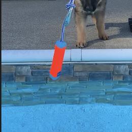 German Shepherd Puppies from Shenandoah German Shepherds