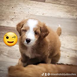 Assorted Doodle Crosses Puppies from Do Wah Diddy Doodles