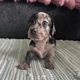 Ella - Dapple female Dachshund puppy in Ocala, Florida from Weenie Boops