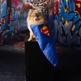 Pomeranian puppies from CM Farm