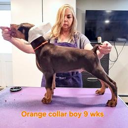 Boy 3 - male Doberman Pinscher puppy in Suffolk County, New York from Kalora Dobermans