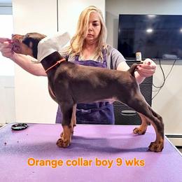 Boy 3 - male Doberman Pinscher puppy in Suffolk County, New York from Kalora Dobermans