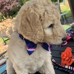 Simba - Cream male Goldendoodle puppy in Belfair, Washington from Merry R Goldendoodles