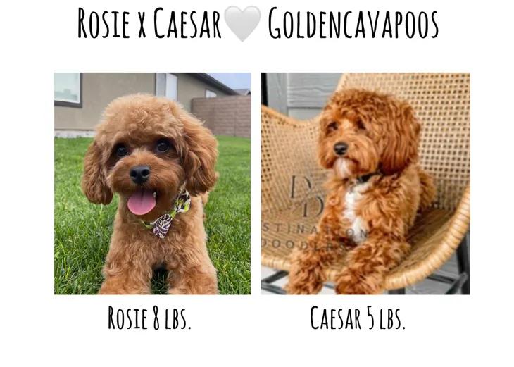 Rosie