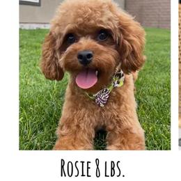 Rosie - Cavapoo
