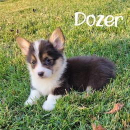 Pembroke Welsh Corgi and Poodle Puppies from Windy Willows
