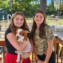 Simon - Lemon and white male Basset Hound puppy in Bellaire, Ohio from Blessed Bassets