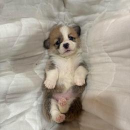 Tiara - Red female Pembroke Welsh Corgi puppy in Delton, Michigan from CorGizmo