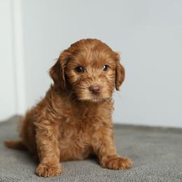 Navy - Caramel red male Australian Labradoodle puppy in Williamstown, New York from Lewis Manor Labradoodles