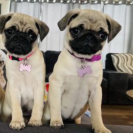 Pugs from RICHIE Farms