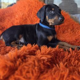 Royal Blue collar - Black and rust male Doberman Pinscher puppy in Santa Clarita, California from Riviera Dobermans