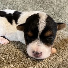 Jazz - Tri-color female Russell Terrier puppy in London, Kentucky from Norvell Kennels
