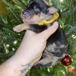 Mr. Grinch - Merle male Great Dane puppy in Spartanburg, South Carolina from Pawlmetto Danes
