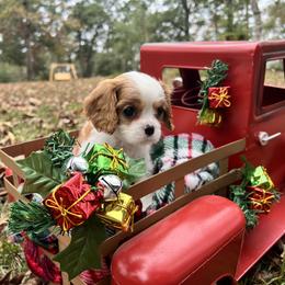 ZEE - Blenheim female Cavalier King Charles Spaniel puppy in Yellowpine, Texas from Toledo Bend Cavaliers