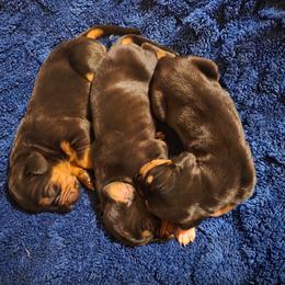 Boy 1 - Black male Catahoula Leopard Dog puppy in Quinlan, Texas from Bad Dog Catahoulas