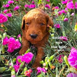 Rascal - Red  male Goldendoodle puppy in Greer, South Carolina from South Paw Doodles