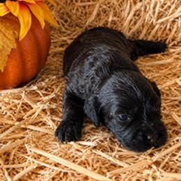 Frannie - Black female Cavapoo puppy in St. Louis, Missouri from Sweet Snuggles Cavapoos