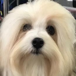Biewer Terriers and Havanese from Dunhill Havanese