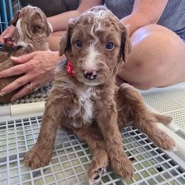 Berry Pie - Red Collar - Red male Double Doodle puppy in Rowlett, Texas from Parrish Precious Ones Texas