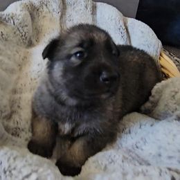 Emerald - Gray sable female Shiloh Shepherd puppy in Loon Lake, Washington from SilverLiningShilohs