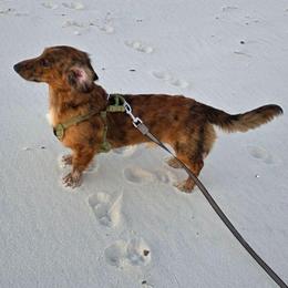 Toby red dapple brindle longhair - Dapple male Dachshund puppy in Declo, Idaho from Dozendachs