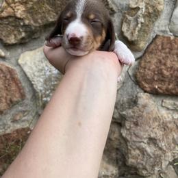 Dachshund Puppies from Rustic Dachshunds