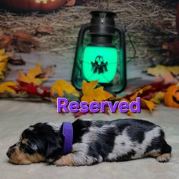 Salem 1725 - Dapple female Dachshund puppy in Rio Grande City, Texas from Hounds All Night