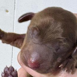 Puppy 17 AKC - Chocolate and tan male Dachshund puppy in Fayetteville, Pennsylvania from PA's Darling Doxies