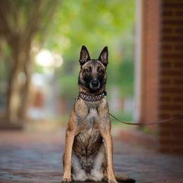 Croft - Belgian Malinois