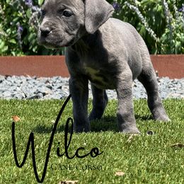 Reverse blue brindle girl - Gray brindle female Cane Corso puppy in Florence, Texas from Wilco Cane Corso