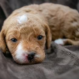 Purple Girl - Red  female Goldendoodle puppy in Lafayette, Alabama from Sweethaven Kennels