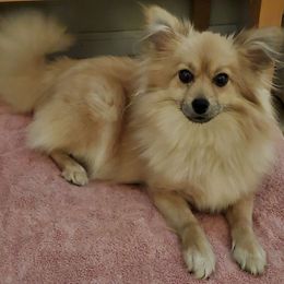 Coco - Pomeranian puppy from Pomeranian Palace