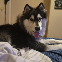 Snow - Agouti and white male Siberian Husky puppy in Gorman, Texas from Bransford Paw Pack/Timber Huskies