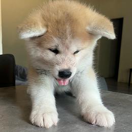 Chi-chi go Winmont - Red female Japanese Akitainu puppy in Copperas Cove, Texas from Winmont Akitas