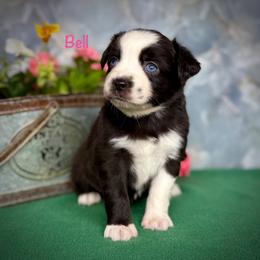Bell - Black & white female Miniature Australian Shepherd puppy in Chino Valley, Arizona from BlueZion Aussies