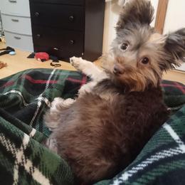 Arwen - Yorkshire Terrier
